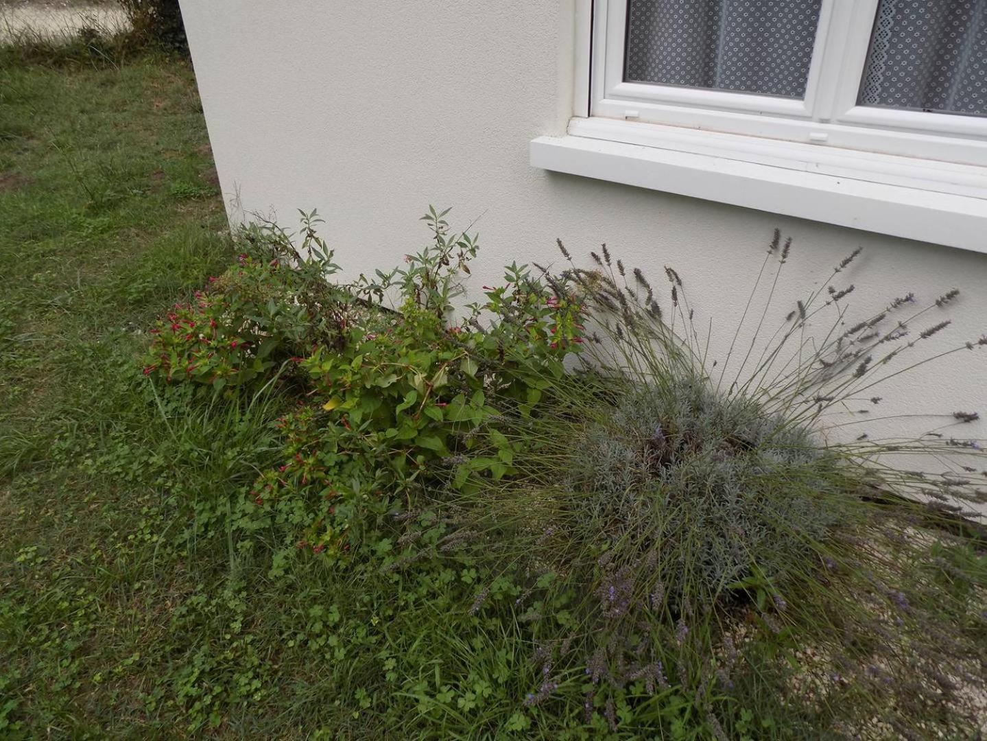 Meschers sur Gironde - AGREABLE MAISON au CALME - grand jardin - FORET Extérieur photo